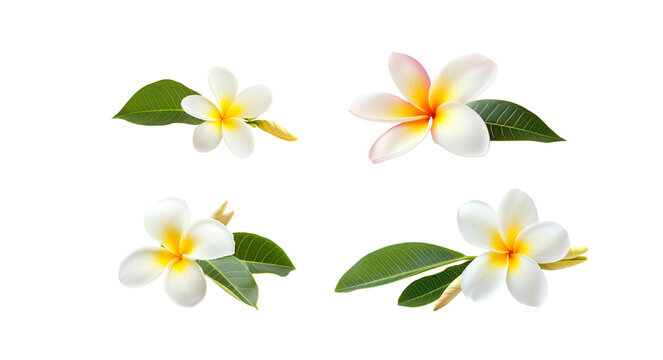 Set of trumpet flowers with separate leaves on a white background.