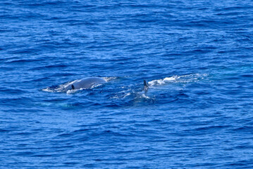 Fototapeta premium Two fin whales swimming in the Bay of Biscay.