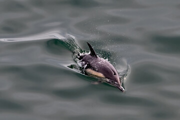 Naklejka premium Common dolphin surfacing in the ocean through glassy waves. 