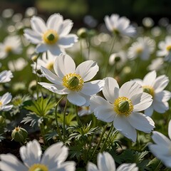 Fototapeta premium Japanese Anemone Flowers, Perfect for Elegant Floral Art and Home Decor
