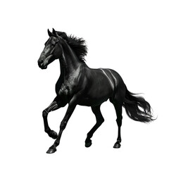 Black Horse Running