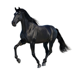 Fototapeta premium Black Horse in Motion