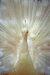 portrait of peacock © Riadi