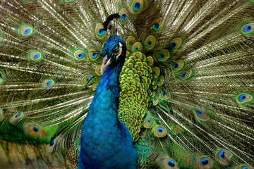 Obraz premium portrait of peacock