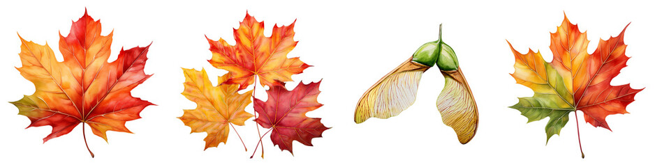 Autumn leaves and seeds from a maple tree in bright colors, yellow, orange and red in watercolor. 