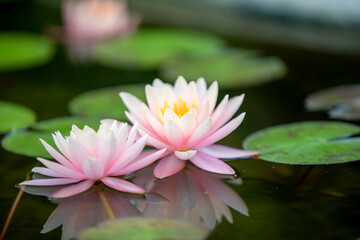 자연속에 아름답게 피어난 수련 꽃의 모습이다.