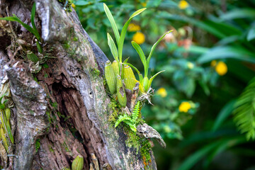 자연속에서 살아가고 있는 막실라리아의 모습이다.