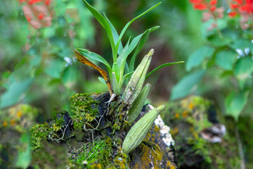 자연속에서 살아가고 있는 막실라리아의 모습이다.