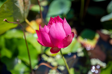 아름답게 피어난 연꽃의 모습이다.