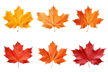 PNG autumn maple leaf element set, transparent background