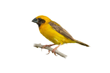 Asian Golden Weaver perching on a perch looking into a distance