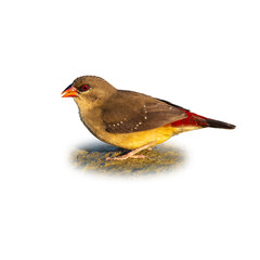 Female Red Avadavat perching on wet ground looking into a distance