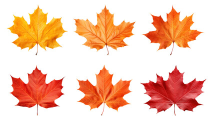 Fototapeta premium PNG autumn maple leaf element set, transparent background