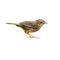 Puff-throated Babbler perching on a perch looking into a distance