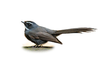 White-throated Fantail perching on a rock looking into a distance