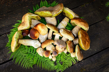 A harvest of porcini mushrooms with a white stem and a brown cap.