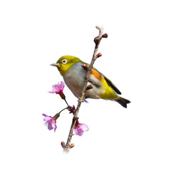 Chestnut-flanked White-eye perching on a perch looking into a distance