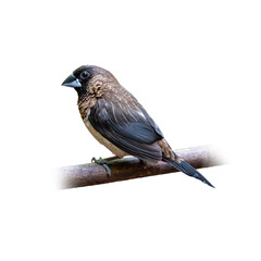 White-rumped Munia perching on a perch looking into a distance