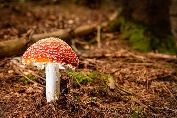 Poisonous red fly agaric Amanita muscaria, a hallucinogenic mushroom growing in the forest.