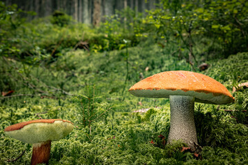 Fototapeta premium White mushroom in a mountain forest. Wet forest with mushrooms.