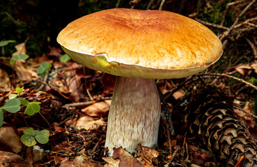 White mushroom in a mountain forest. Wet forest with mushrooms.
