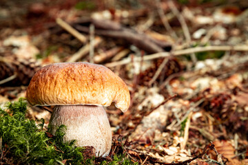 White mushroom in a mountain forest. Wet forest with mushrooms.