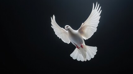 Obraz premium A white dove is flying in the air