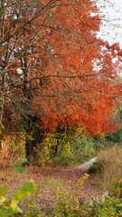 The beautiful little town landscape with the colorful autumn leaves and old buildings in USA