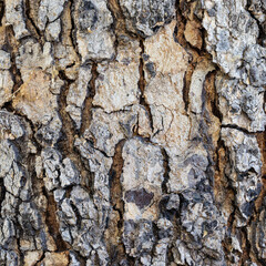 bark of a tree close up