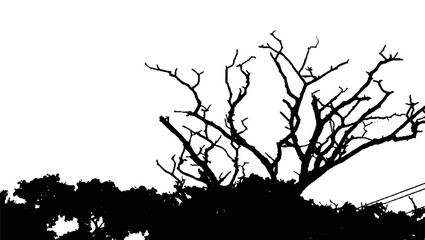 Dead Tree Silhouette - Dry Tree in Natural Landscape