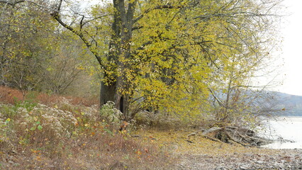 The beautiful little town landscape with the colorful autumn leaves and old buildings in USA