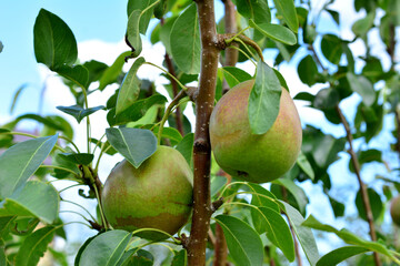 a tree with green and yellow pear fruit on it and a blue sky in the background