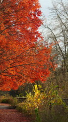 The beautiful little town landscape with the colorful autumn leaves and old buildings in USA