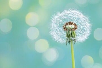 White Dandelion Seed Head with Green Stem and Blue Bokeh Background