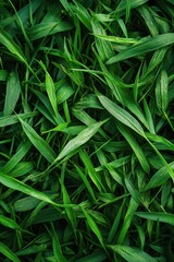 Lush Green Grass Close-Up - Vibrant Fresh Foliage Texture for Nature and Gardening Backgrounds