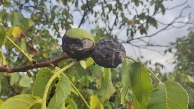 spoiled walnuts. walnuts on a branch. black walnuts on a tree. green unripe nuts hanging on a walnut tree branch