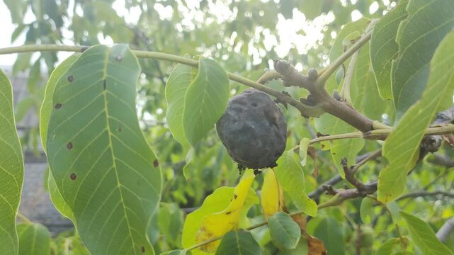 spoiled walnuts. walnuts on a branch. black walnuts on a tree. green unripe nuts hanging on a walnut tree branch
