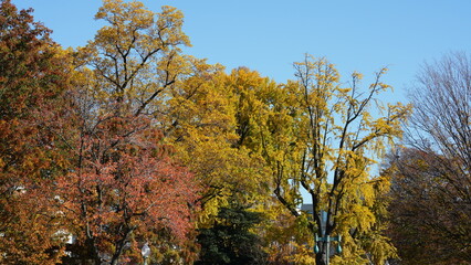 The beautiful little town landscape with the colorful autumn leaves and old buildings in USA