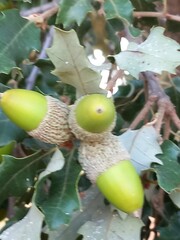 Obraz premium Tender acorns growing on the tree. Bright green in color.