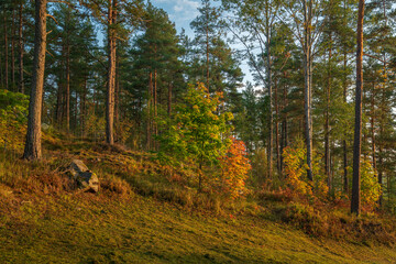 View of the mixed autumn forest near the village of Lumivaara on a sunny autumn day, Ladoga...