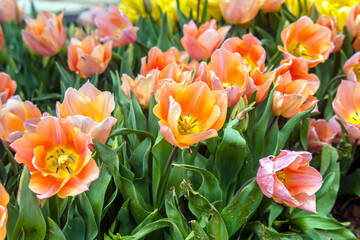 red and yellow tulips in spring