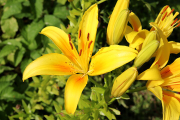 Fototapeta premium Blooming daylily with buds - bright yellow lily flower in the garden on a sunny summer day - horizontal photo, close-up