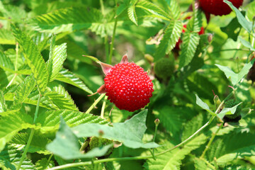 Ripe red berry of Tibetan raspberry on a bush on a summer sunny day. Horizontal photo, close-up