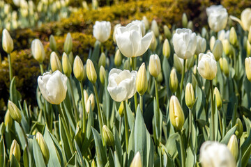 Obraz premium white and yellow tulips