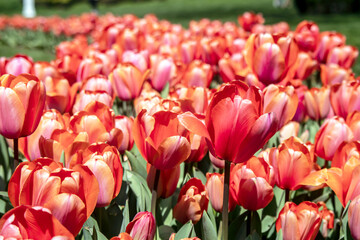 field of red tulips, selective focus