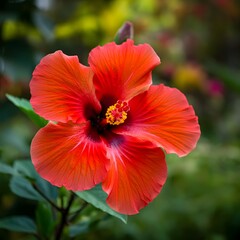 red hibiscus flower