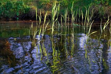 By the shore of a lake. A shady area behind the forest. Reeds and reflection in the water.