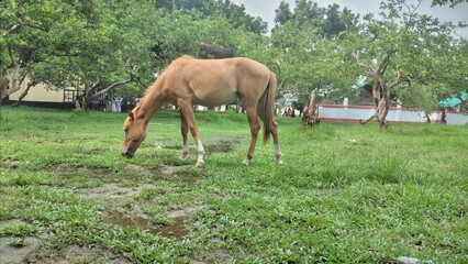 Obraz premium Wild horse in green grass