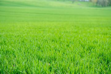 Obraz premium Green Field Close-up