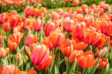 field of red tulips